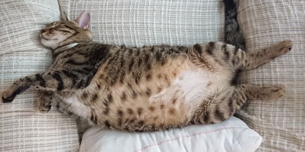 Fatty Liver Disease In Cats What It Is And How To Protect Your Cat